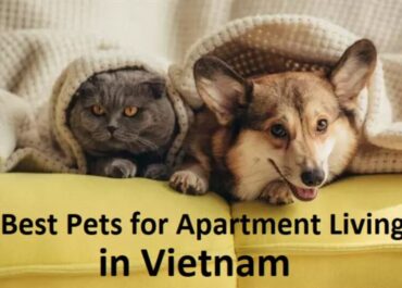 Best-Pets-for-Apartment-Living-in-Vietnam-1