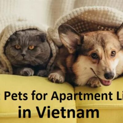 Những Loài Thú Cưng Tốt Nhất Để Nuôi Trong Căn Hộ Tại Việt Nam