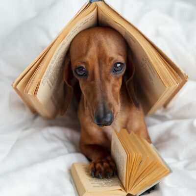 Expat Stories: Living with Pets in HCMC Apartments