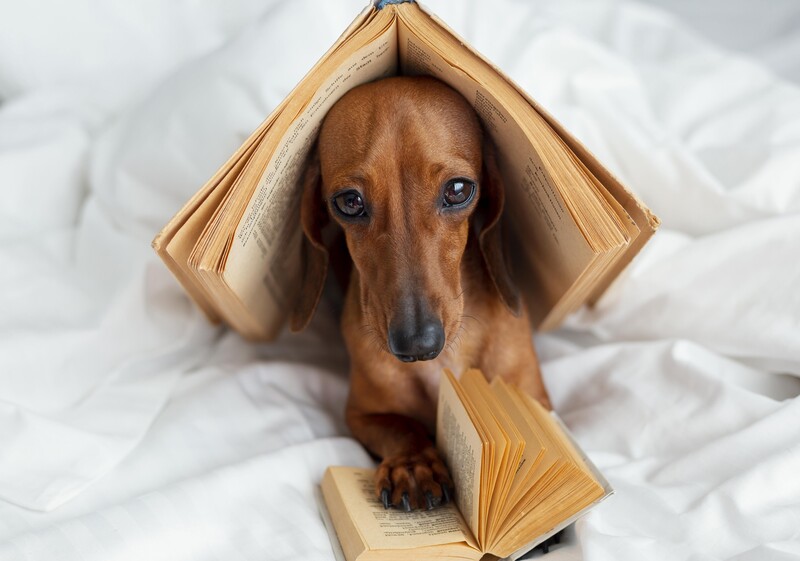 Expat Stories: Living with Pets in HCMC Apartments 6 Expat-Stories-Living-with-Pets-in-HCMC-Apartments-1