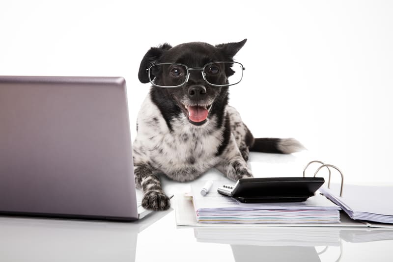 Expat Stories: Living with Pets in HCMC Apartments 9 Expat-Stories-Living-with-Pets-in-HCMC-Apartments-4