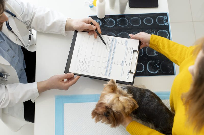 How-to-Negotiate-with-Landlords-When-Renting-with-Pets-in-Vietnam-4