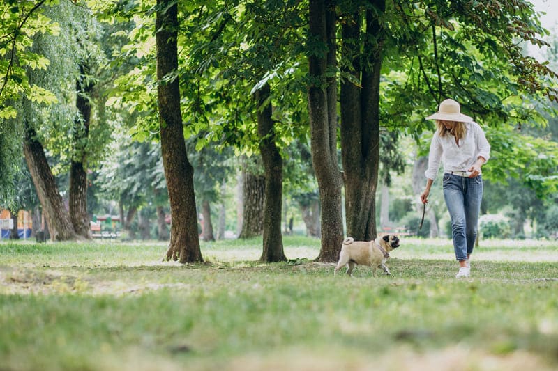 How-to-Negotiate-with-Landlords-When-Renting-with-Pets-in-Vietnam-5