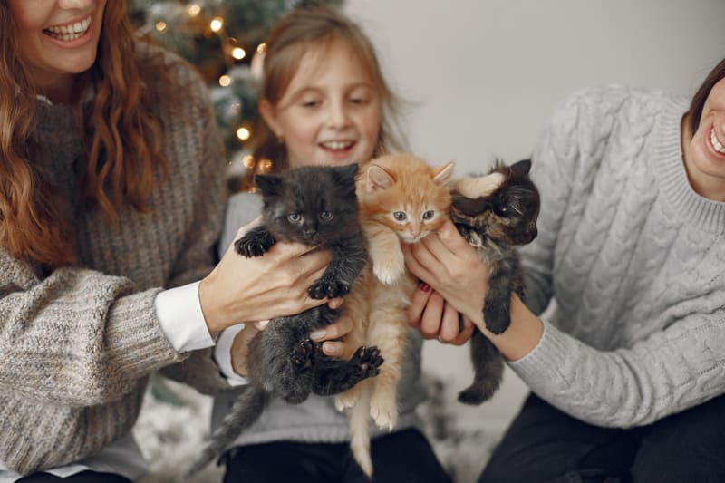 Living-with-Pets-in-Vietnam-A-Complete-Guide-for-Expats-&-Locals-1