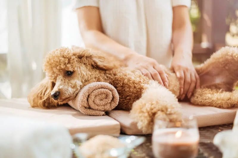 Living-with-Pets-in-Vietnam-A-Complete-Guide-for-Expats-&-Locals-5