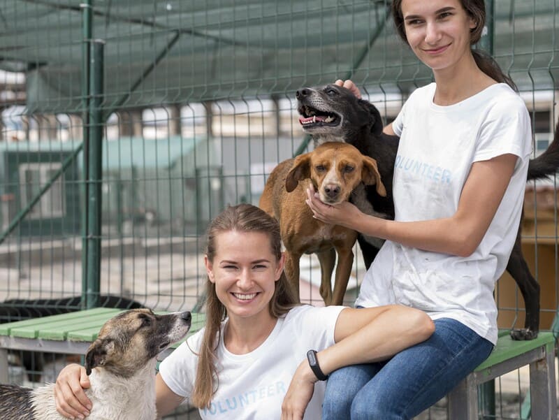 Living-with-Pets-in-Vietnam-A-Complete-Guide-for-Expats-&-Locals-7