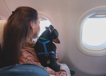 Moving-to-Vietnam-with-Pets-Entry-Rules-&-Required-Documents-1