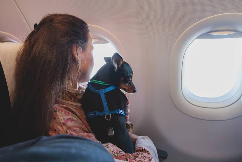 Moving to Vietnam with Pets: Entry Rules & Required Documents 7 Moving-to-Vietnam-with-Pets-Entry-Rules-&-Required-Documents-1
