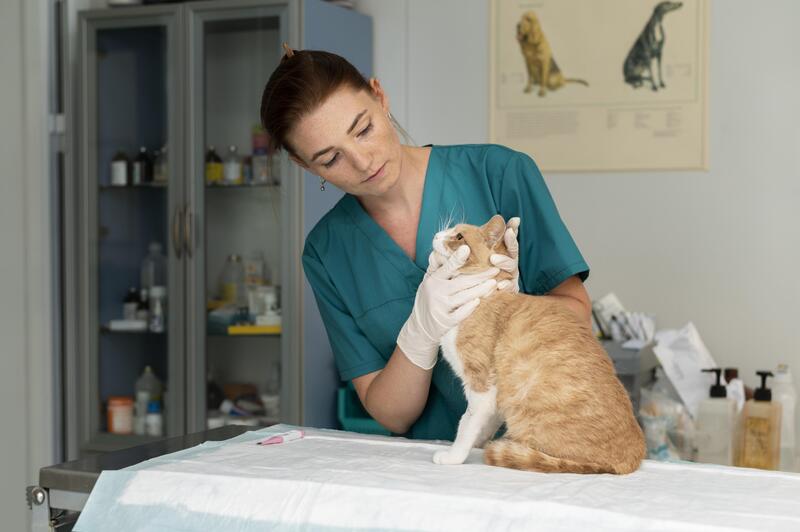Moving to Vietnam with Pets: Entry Rules & Required Documents 9 Moving-to-Vietnam-with-Pets-Entry-Rules-&-Required-Documents-3