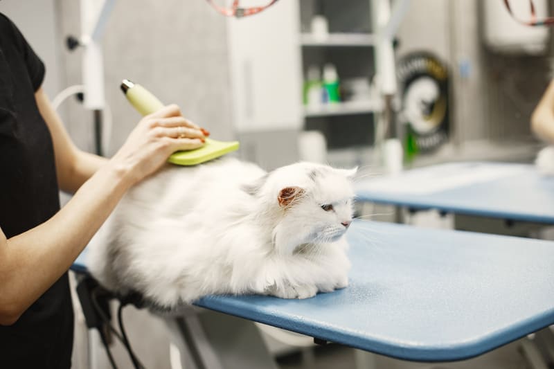 Pet-Amenities-in-Vietnam-Grooming-Parks-&-Veterinary-Clinics-2