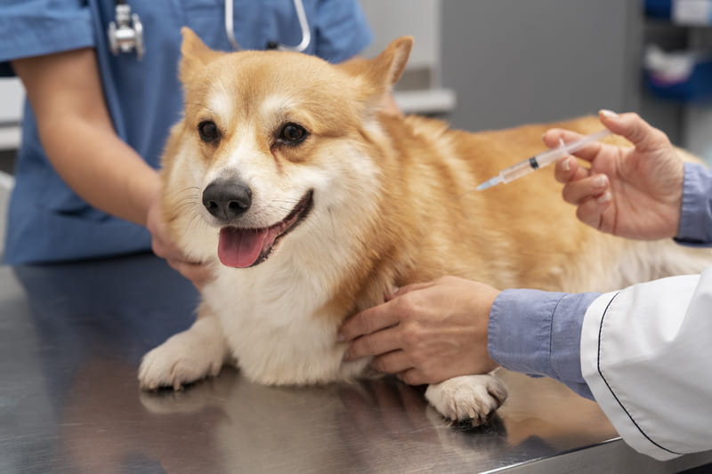 Pet-Amenities-in-Vietnam-Grooming-Parks-&-Veterinary-Clinics-3