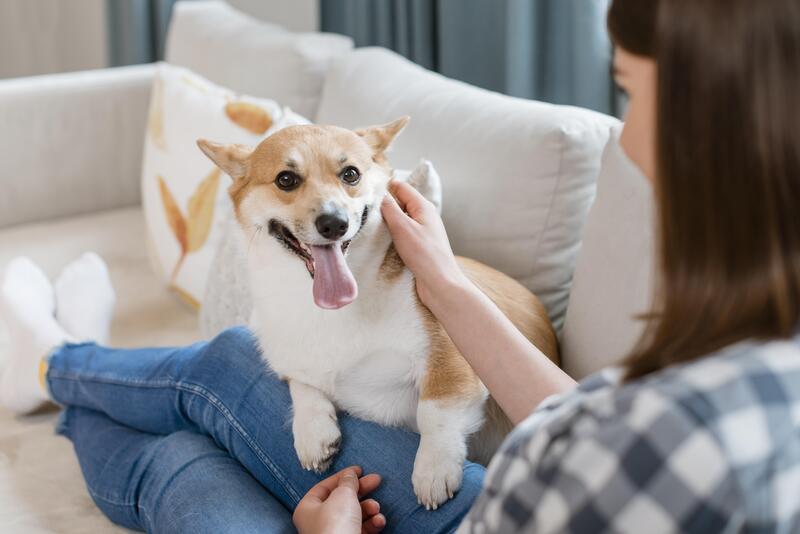 Pet Etiquette in Apartment Living: Keeping Peace with Neighbors 7 Pet-Etiquette-in-Apartment-Living-Keeping-Peace-with-Neighbors-1