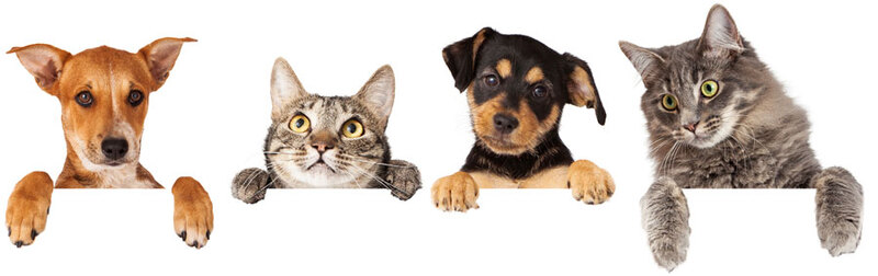 Pet Etiquette in Apartment Living: Keeping Peace with Neighbors 8 Pet-Etiquette-in-Apartment-Living-Keeping-Peace-with-Neighbors-2
