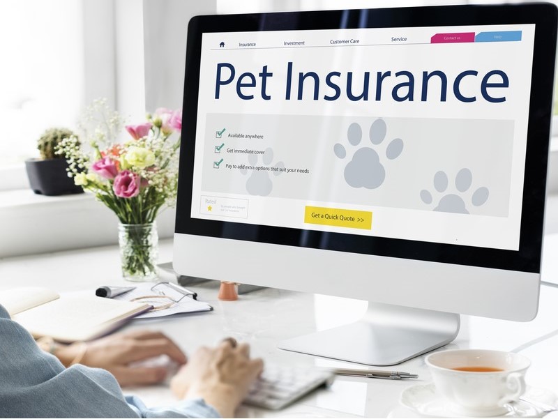 Pet Insurance Care Guarantee Concept