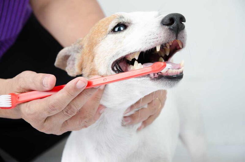 Pet Insurance-in-Vietnam-Is-It-Worth-It-for-Expats-4