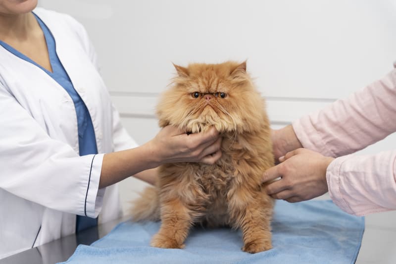 Pet Insurance-in-Vietnam-Is-It-Worth-It-for-Expats-5