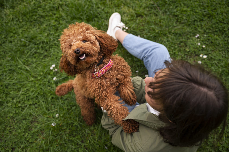 Top-Pet-Friendly-Districts-in-HCMC-for-Long-Term-Renters-4